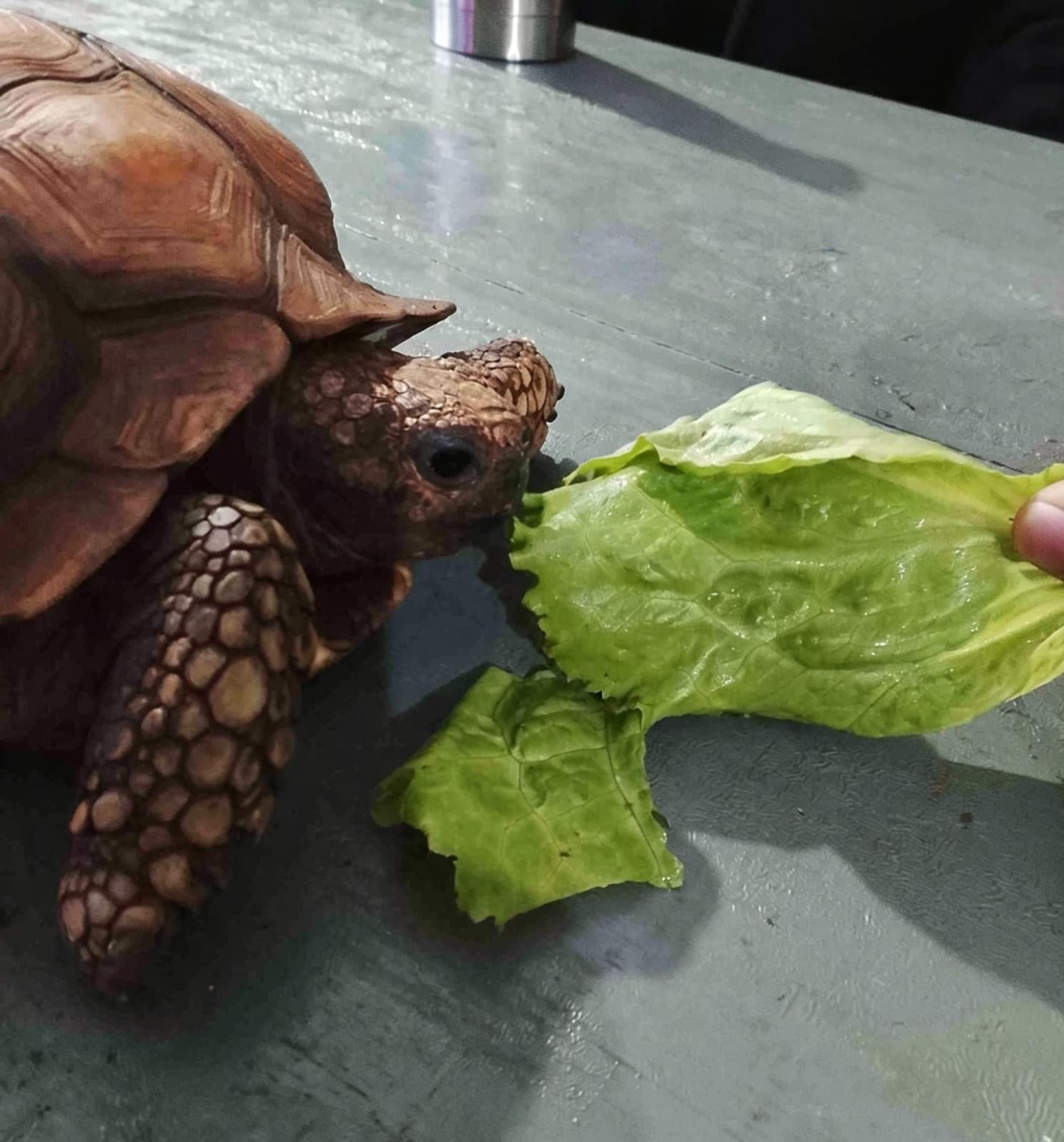 Hallaron una tortuga terrestre deambulando y la trasladaron a un centro de rescate 3